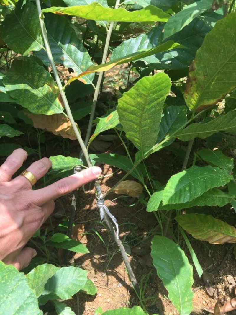 大红袍板栗苗30~50cm