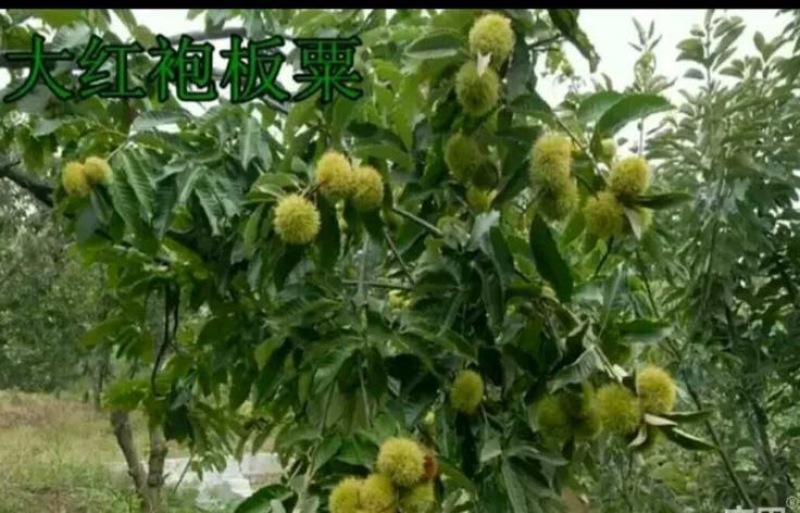 大红袍板栗苗30~50cm