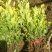 水腊10cm以下