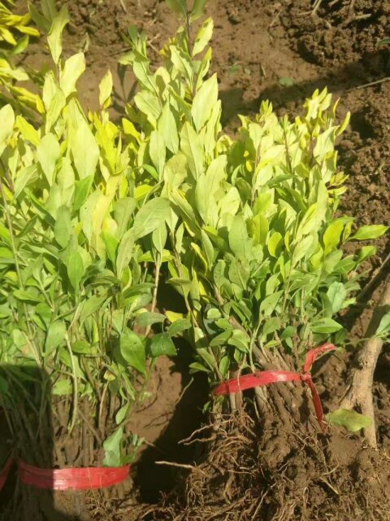 水腊10cm以下