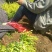 水腊10cm以下