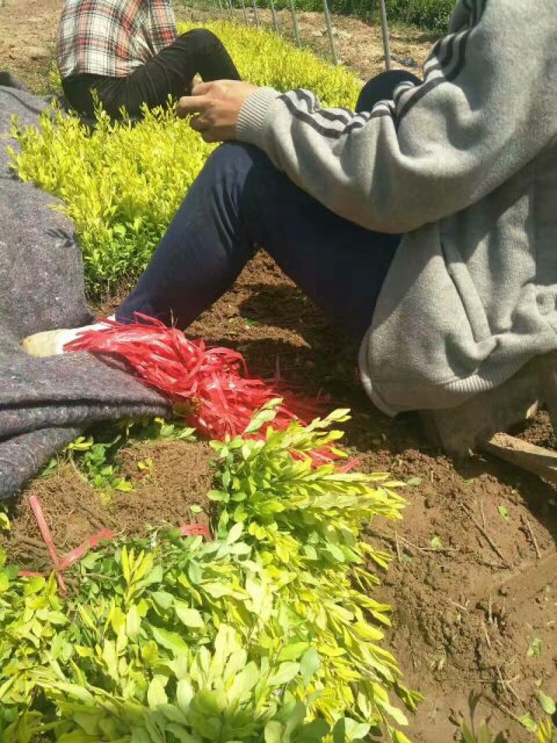 水腊10cm以下