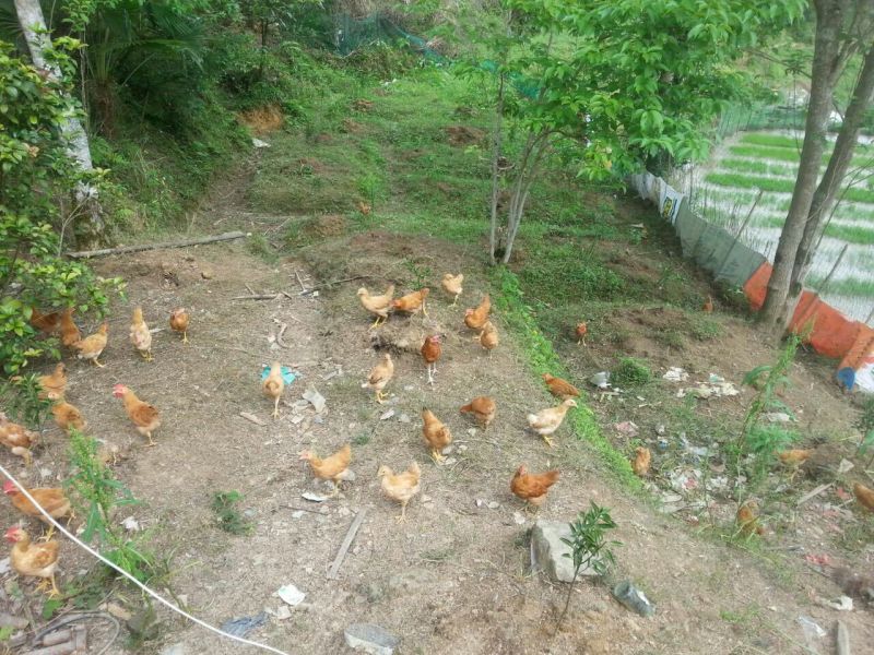 土鸡苗500克以上脱温苗通货