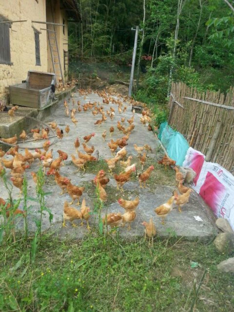 土鸡苗500克以上脱温苗通货