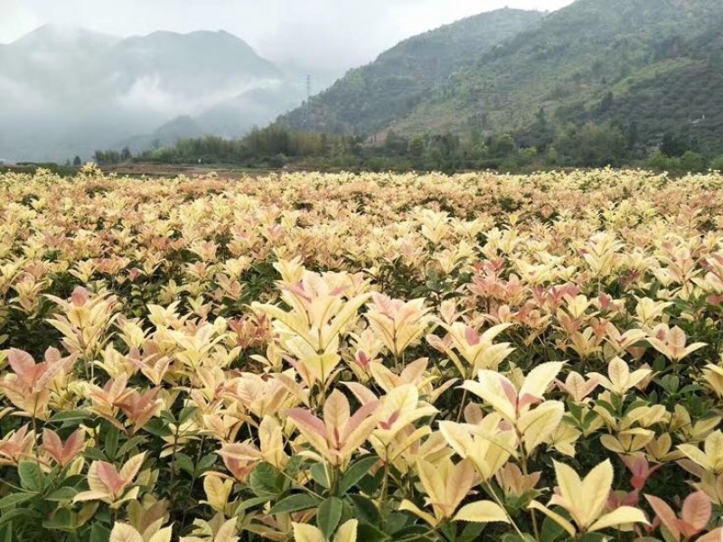 五彩桂树苗，彩叶锦桂