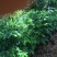 黄花梨树苗