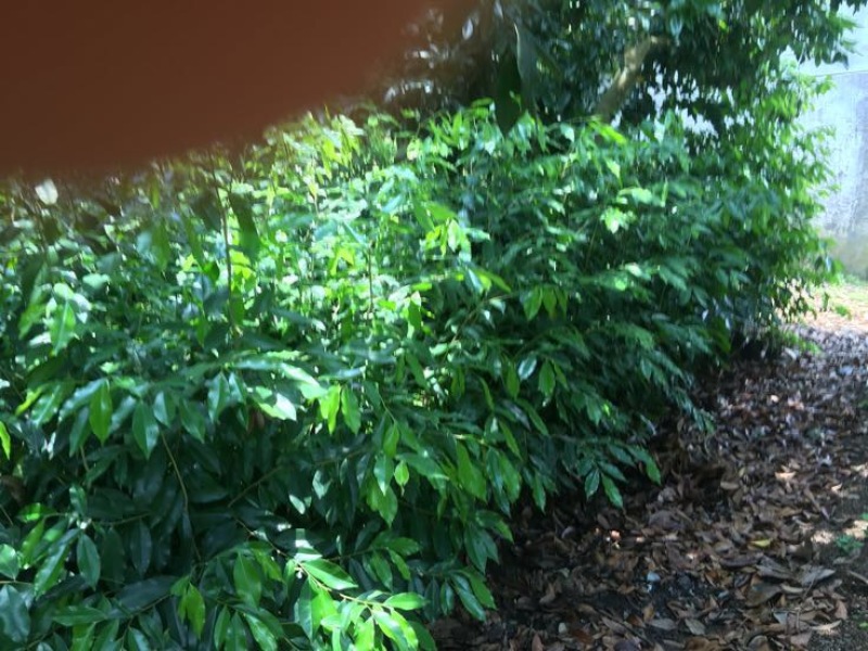 黄花梨树苗