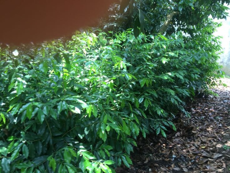 黄花梨树苗