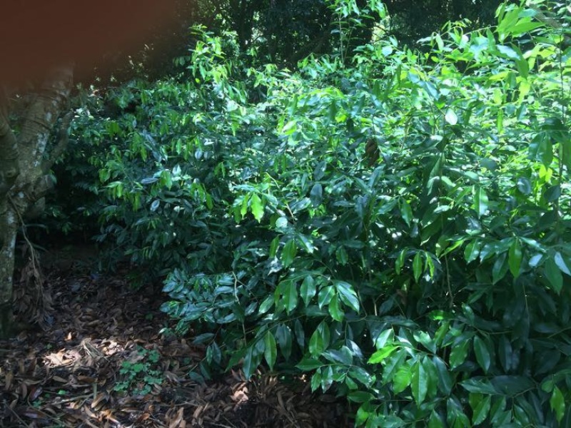黄花梨树苗