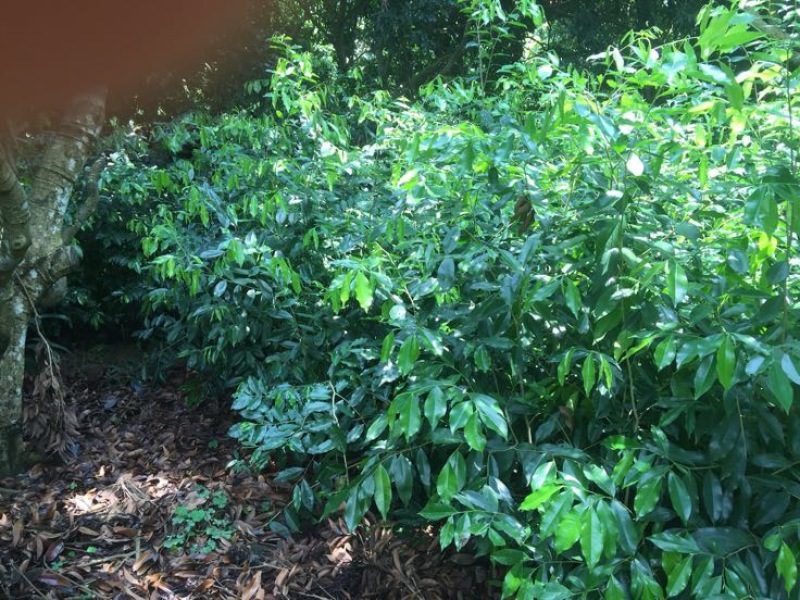 黄花梨树苗