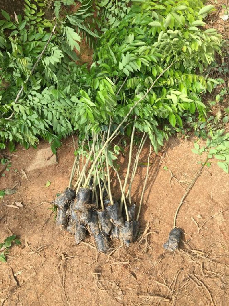 黄花梨树苗