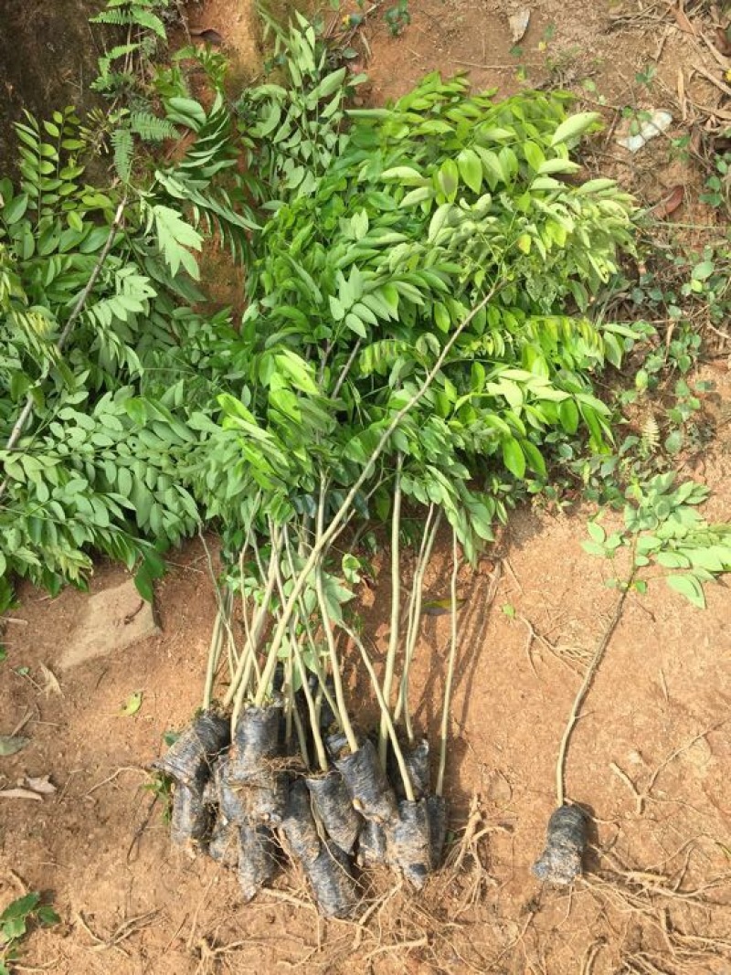 黄花梨树苗