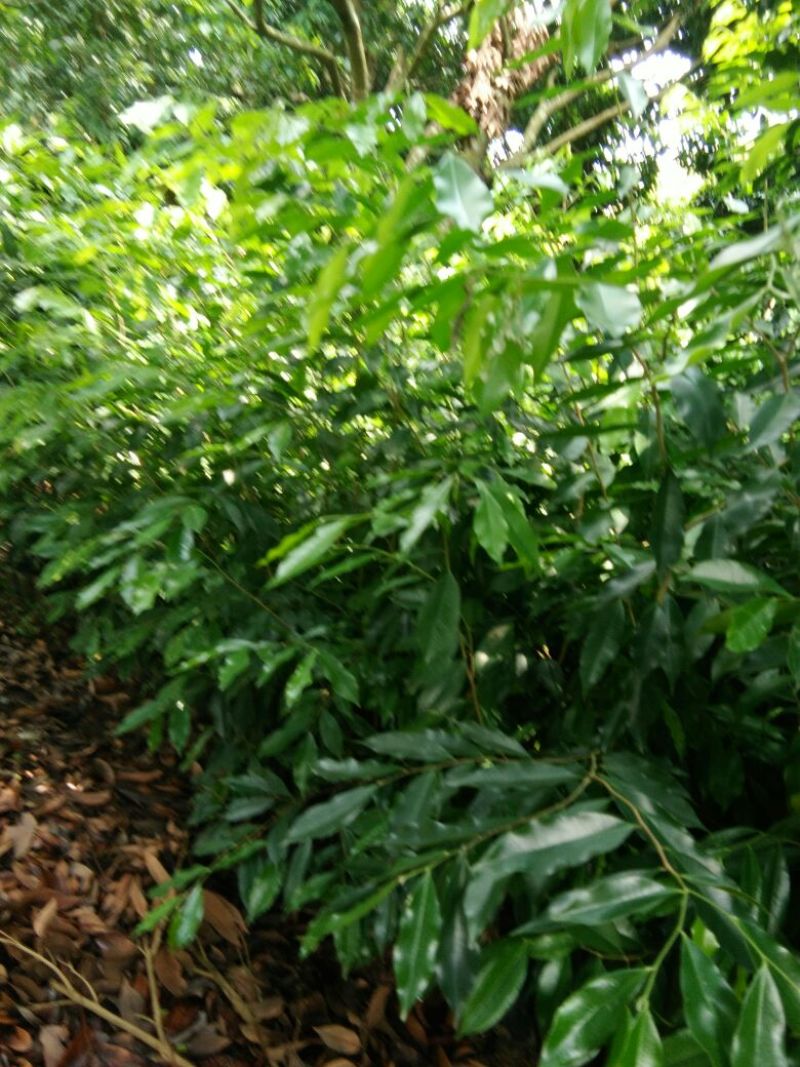 黄花梨树苗沉香树苗金丝楠树苗