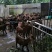 山羊40~60斤/头