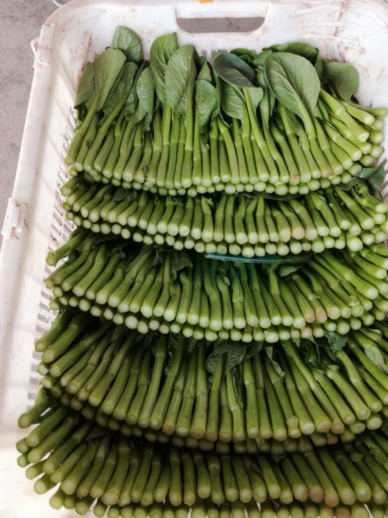 菜苔10~15厘米