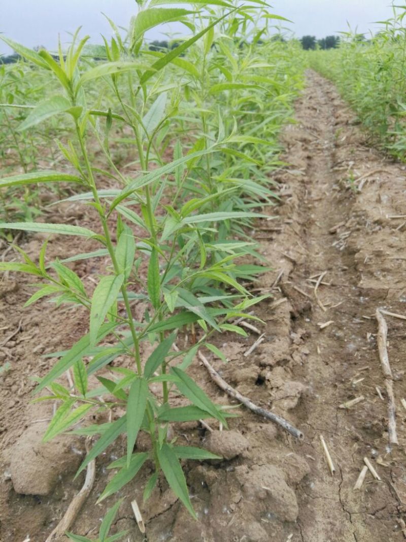 毛桃树苗30~40cm