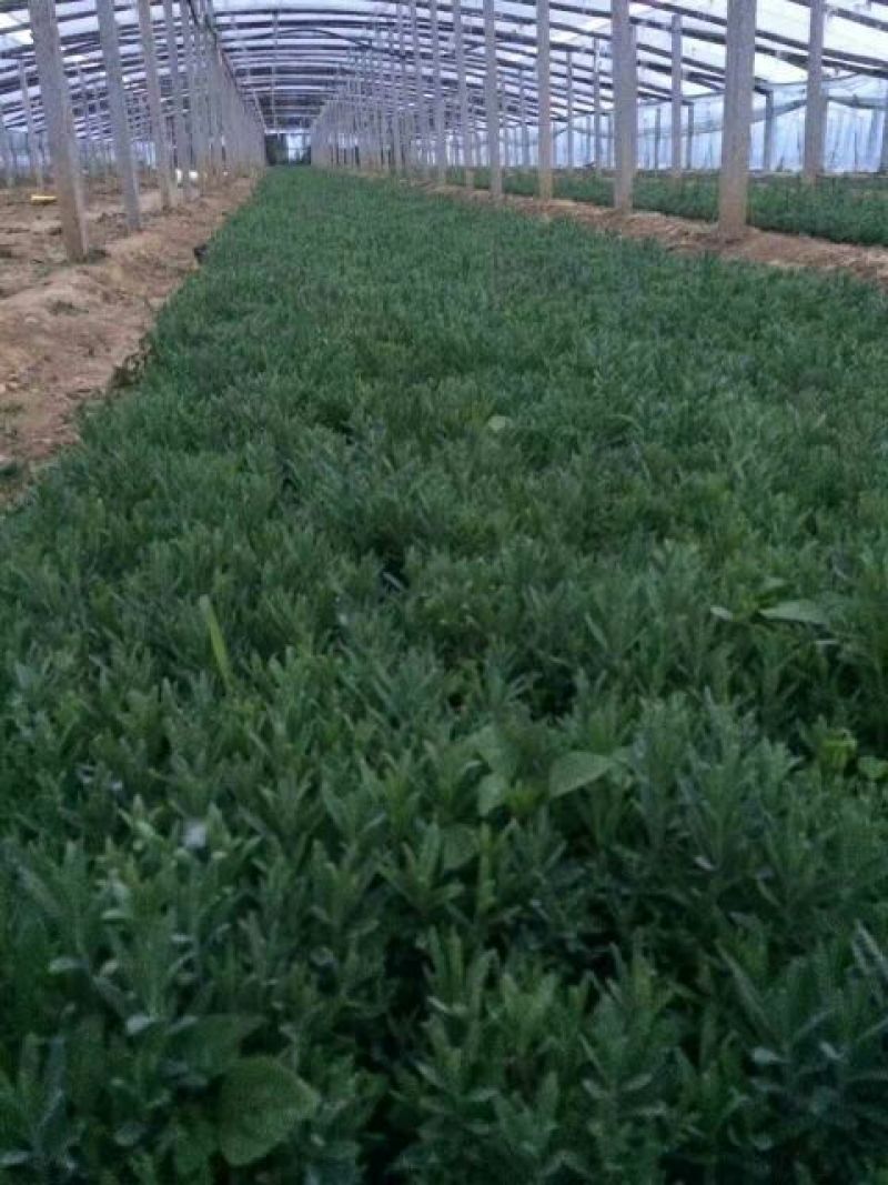 薰衣草种苗品质好价格优诚信合作价格美丽欢迎来电