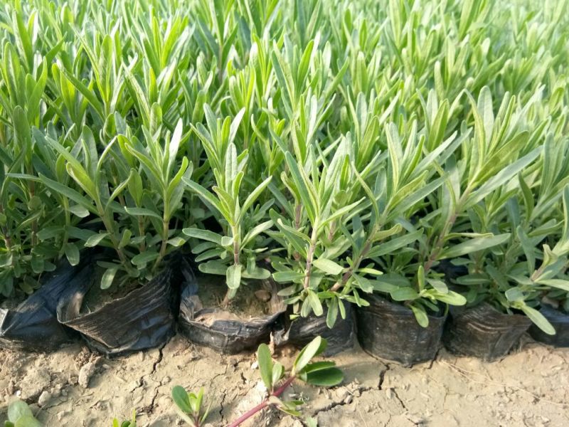 薰衣草种苗品质好价格优诚信合作价格美丽欢迎来电