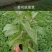 鼠尾草种苗品质好价格优诚信合作价格美丽欢迎来电