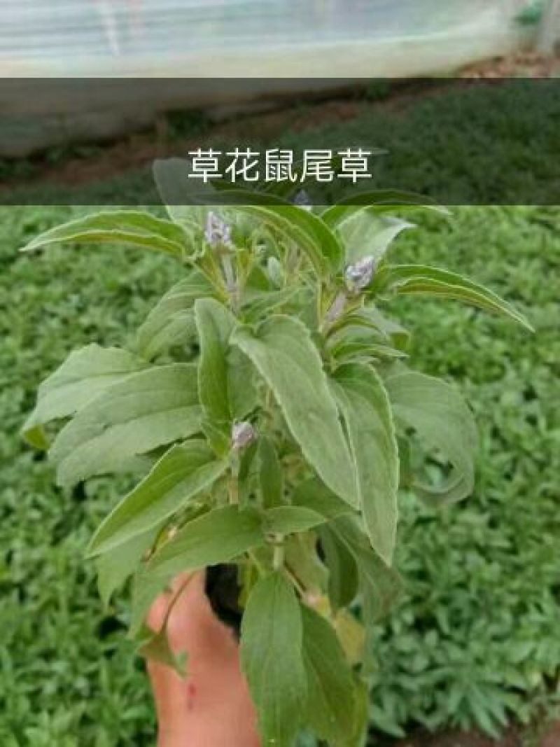 鼠尾草种苗品质好价格优诚信合作价格美丽欢迎来电