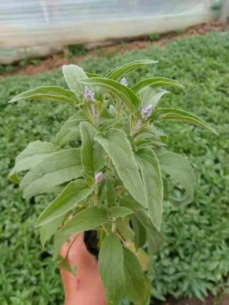 鼠尾草种苗品质好价格优诚信合作价格美丽欢迎来电