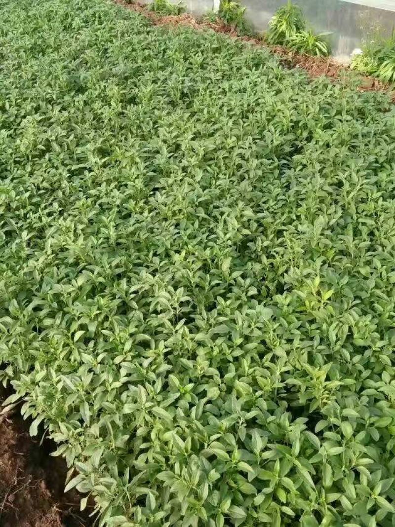 鼠尾草种苗品质好价格优诚信合作价格美丽欢迎来电