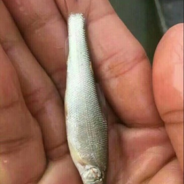 【鳕鱼苗】银鳕鱼鱼苗提供养殖技术货量充足