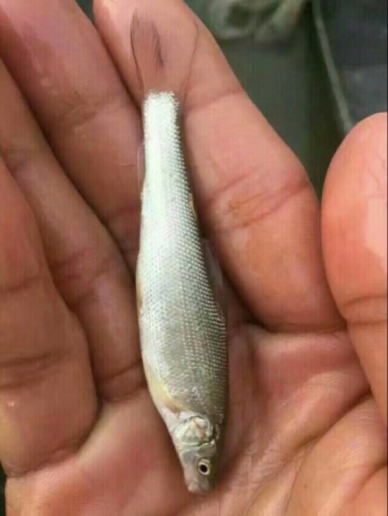 【鳕鱼苗】银鳕鱼鱼苗提供养殖技术货量充足