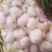 白皮蒜5cm鲜蒜