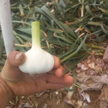 白皮蒜5cm鲜蒜