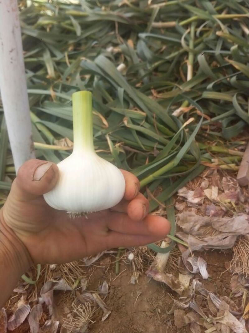白皮蒜5cm鲜蒜