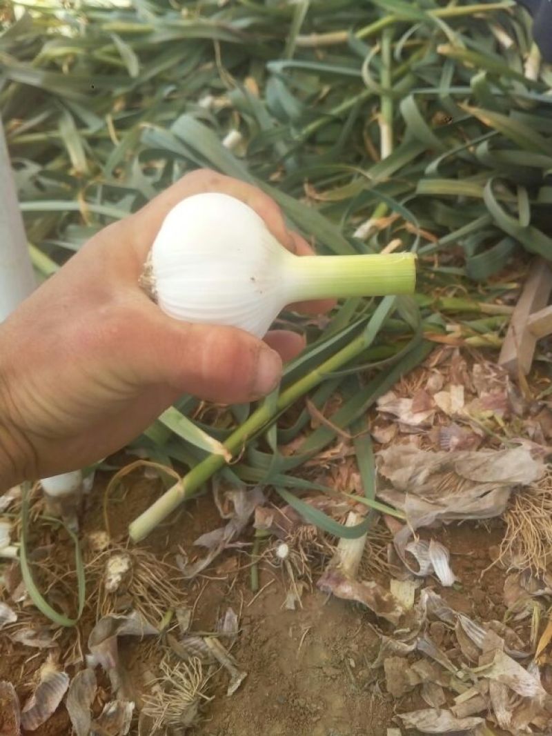 白皮蒜5cm鲜蒜
