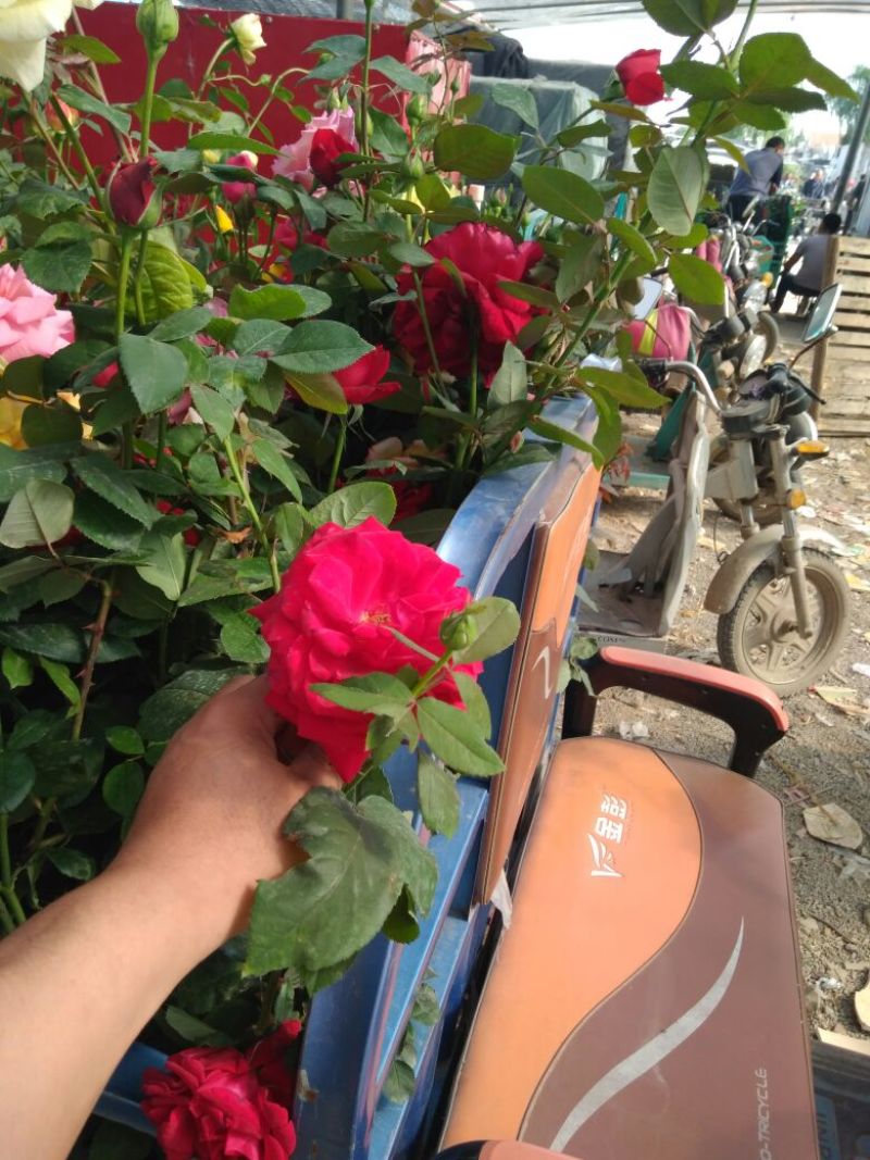 大花月季20~30cm