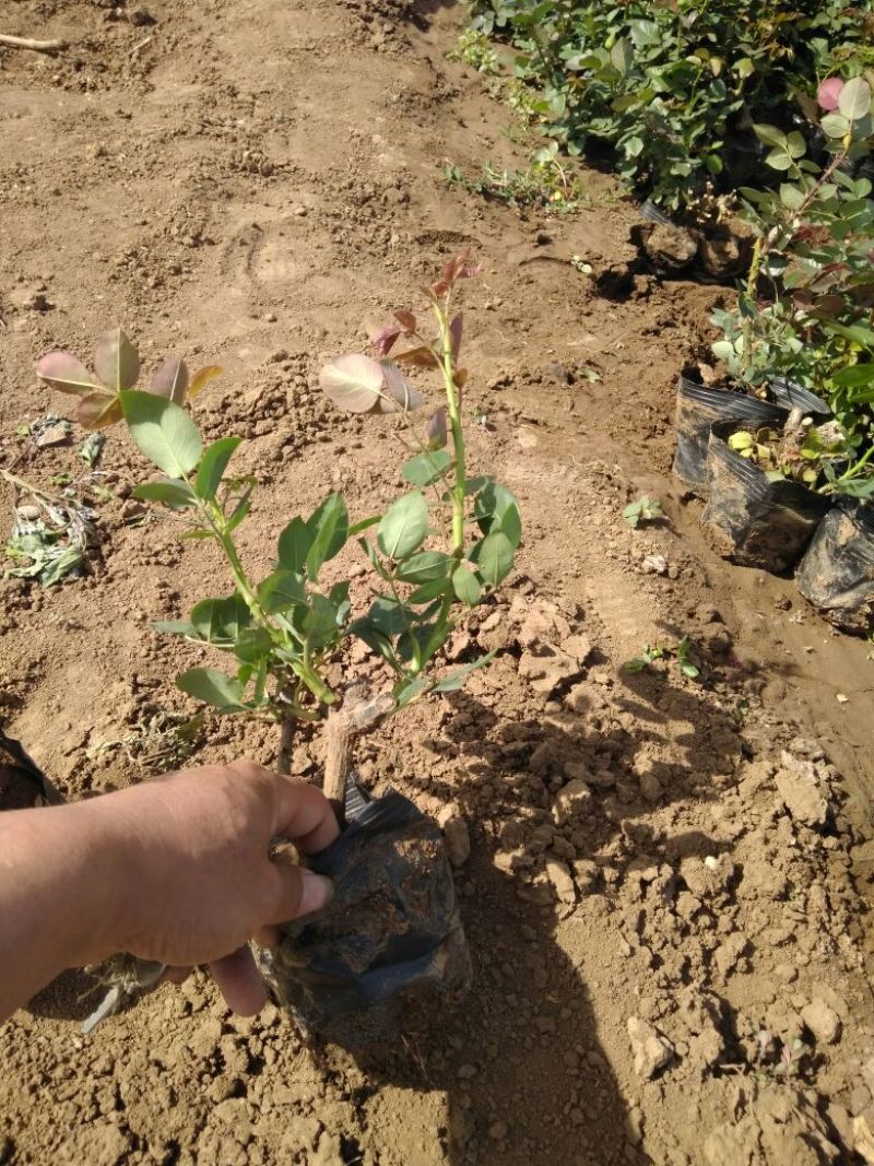大花月季20~30cm