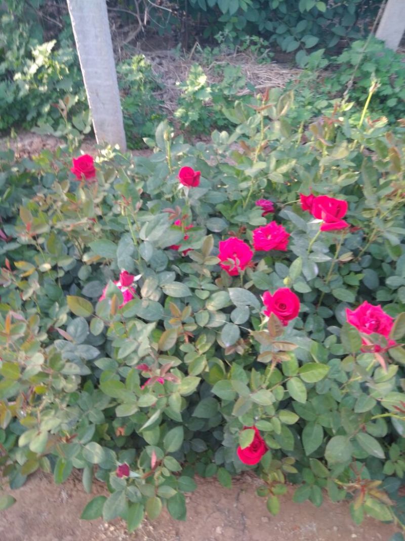 大花月季20~30cm