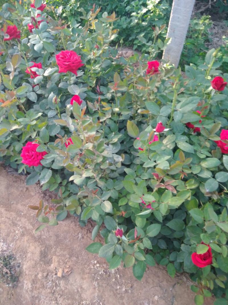 大花月季20~30cm