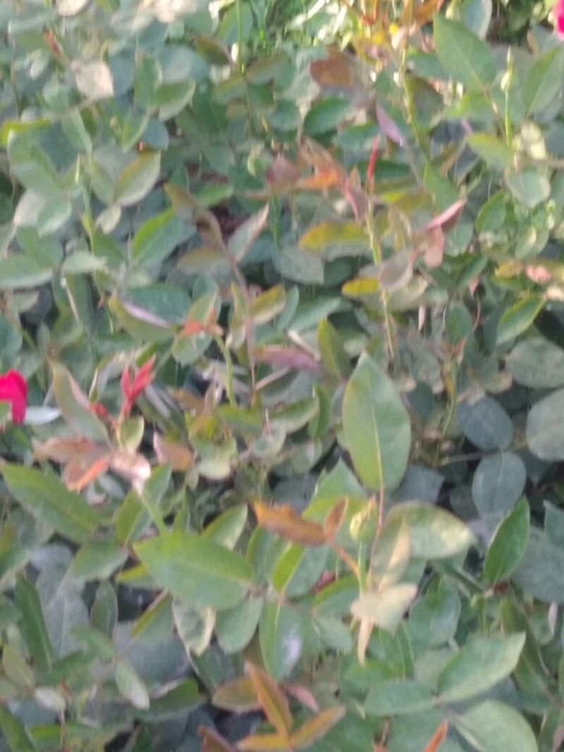 大花月季20~30cm