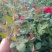 大花月季20~30cm