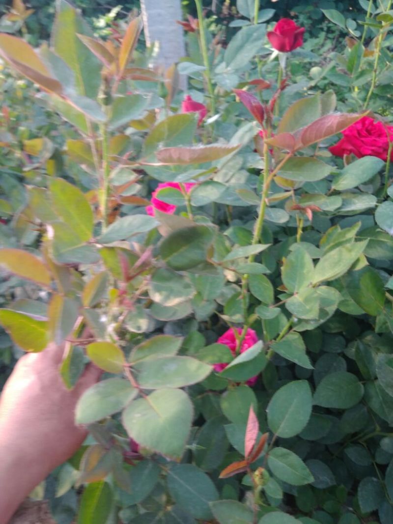 大花月季20~30cm