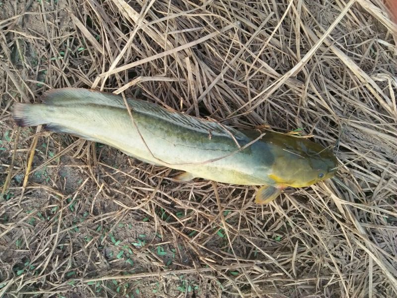 土鲶鱼食用