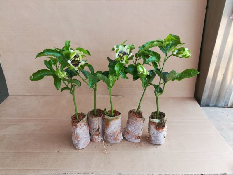 紫香1号百香果苗20~30cm