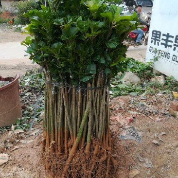芒果苗1m以下