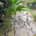 芒果苗1m以下