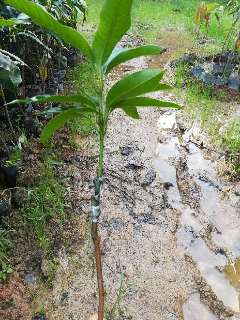 芒果苗1m以下