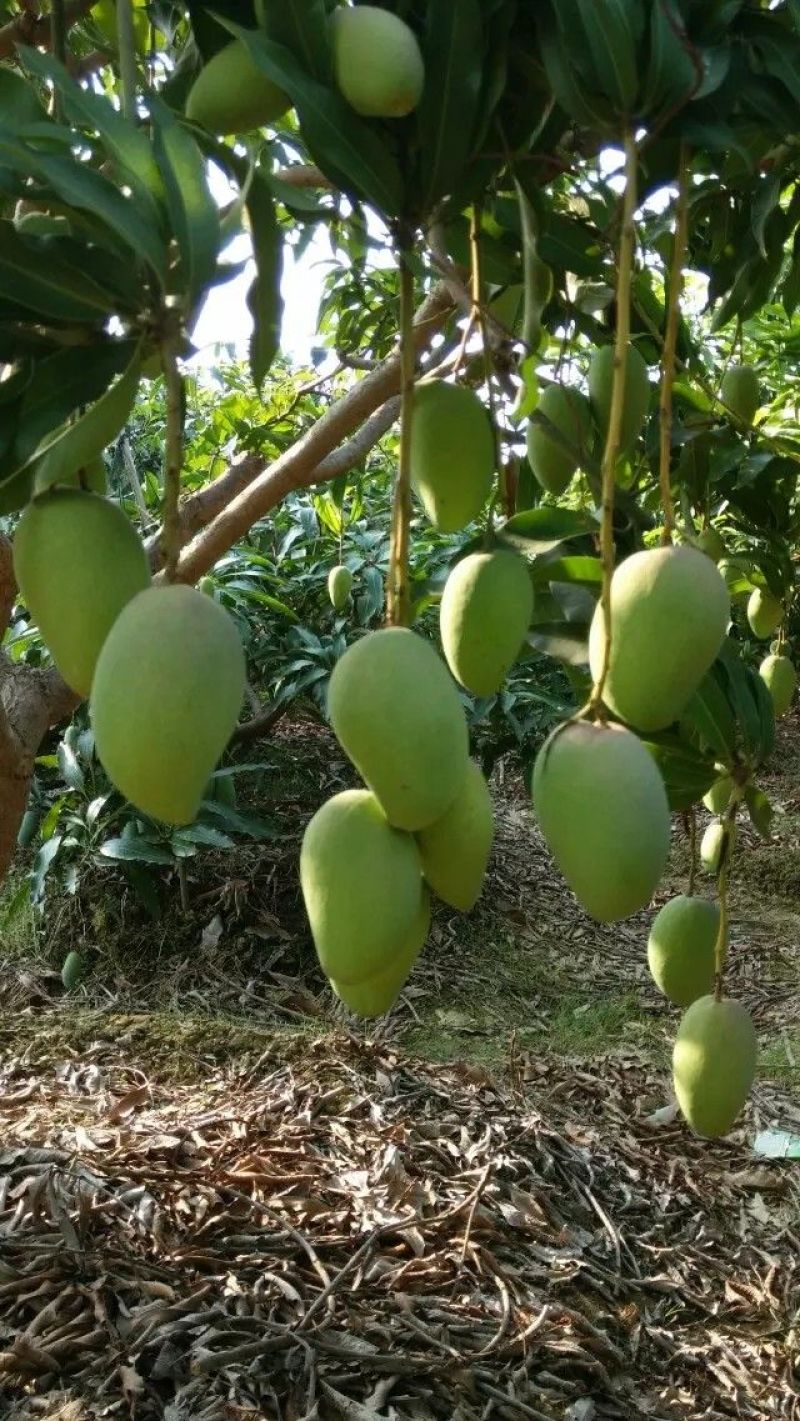 芒果苗1m以下