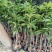 芒果苗1m以下