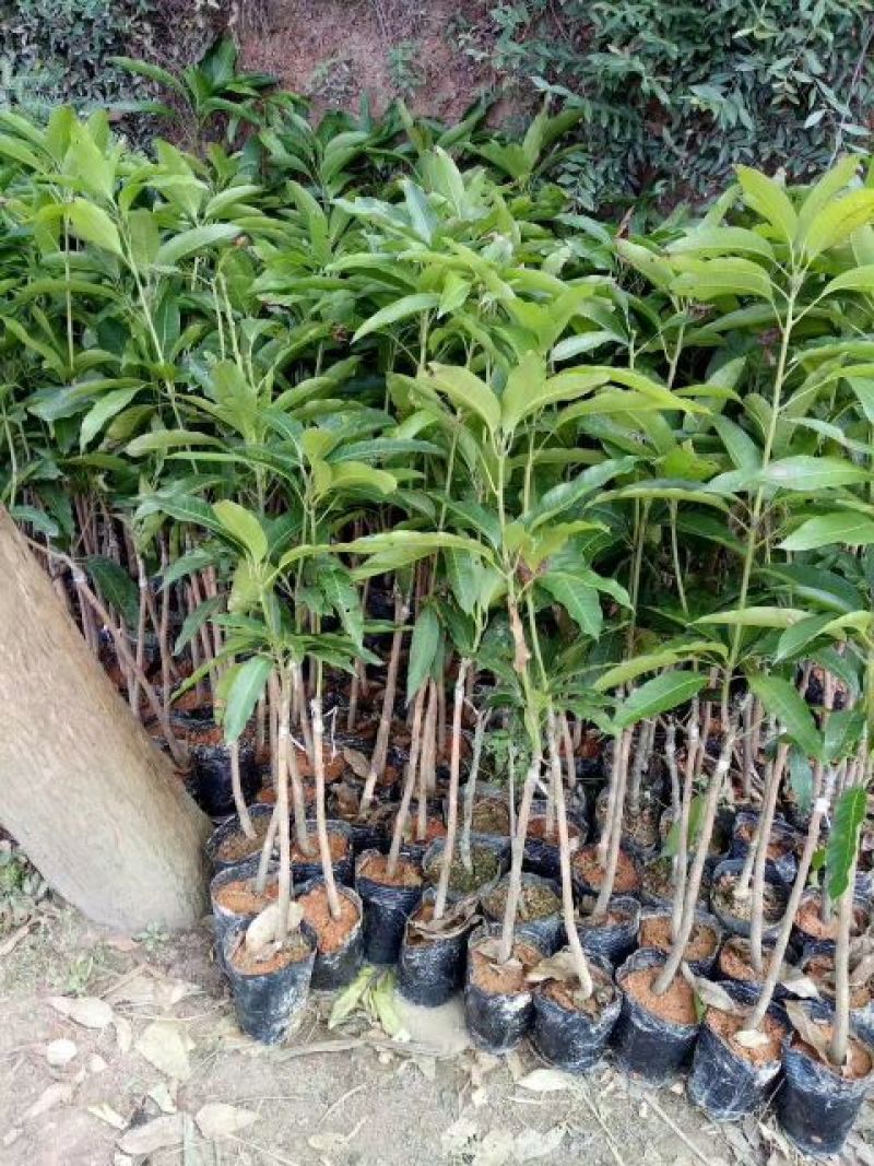 芒果苗1m以下