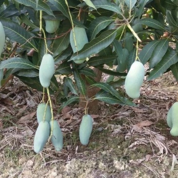 芒果苗1m以下