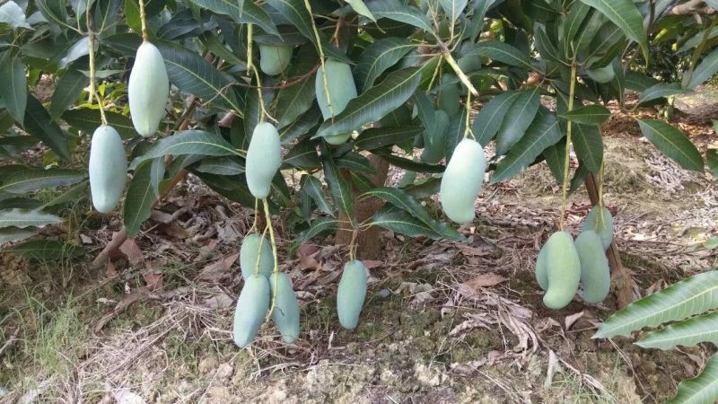 芒果苗1m以下