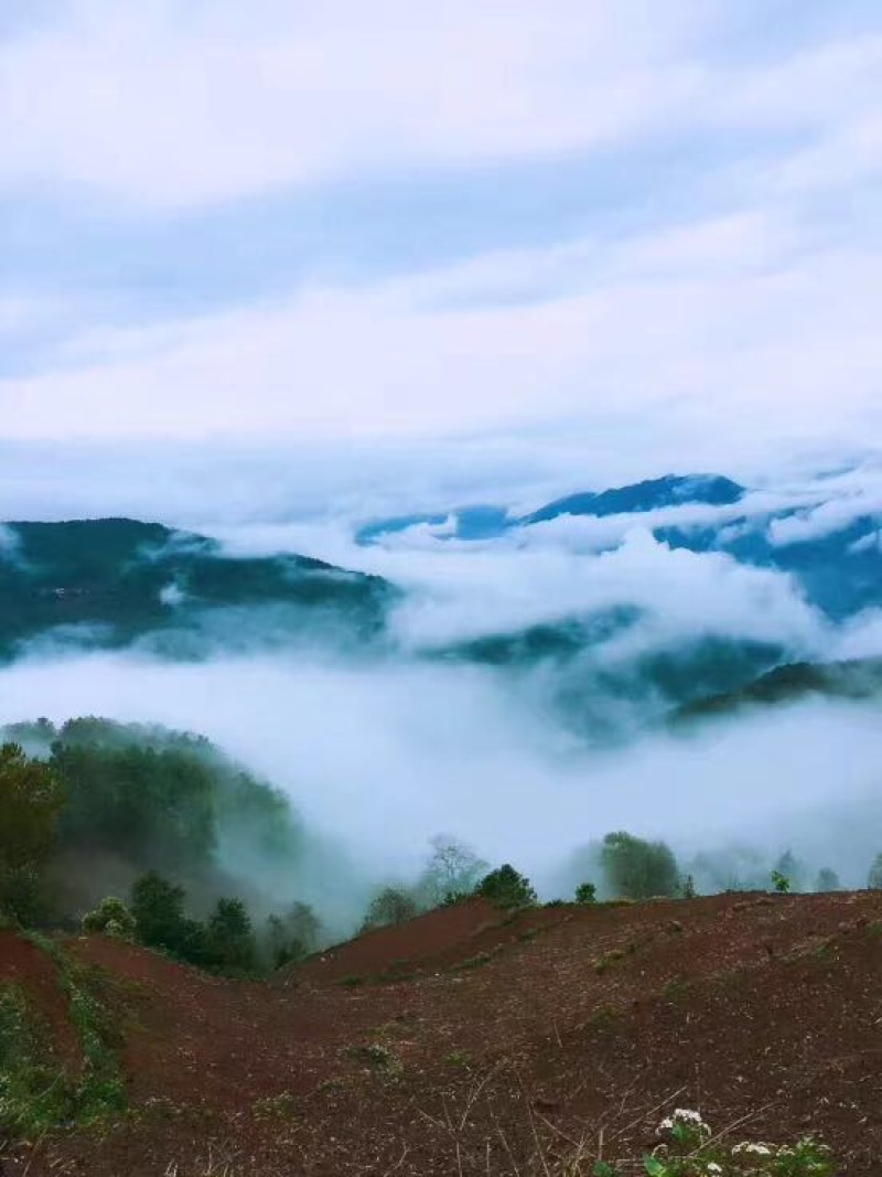 普洱茶